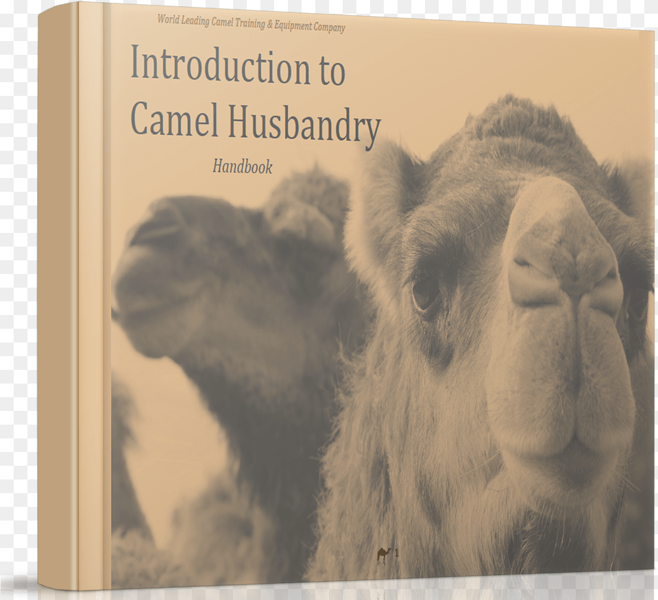Camel Husbandry Book How To Care For Camels Camel, Wildlife, Mammal, Lion, Animal Free Transparent Png