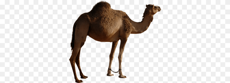 Camel Image Dromedalho, Animal, Mammal, Canine, Dog Png
