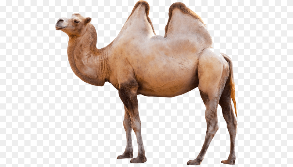 Camel Image In Standing Position, Animal, Mammal, Antelope, Wildlife Free Transparent Png