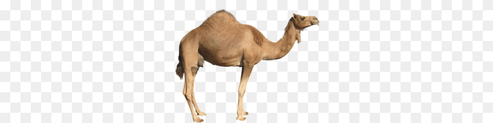 Camel Images, Animal, Mammal, Kangaroo Png Image