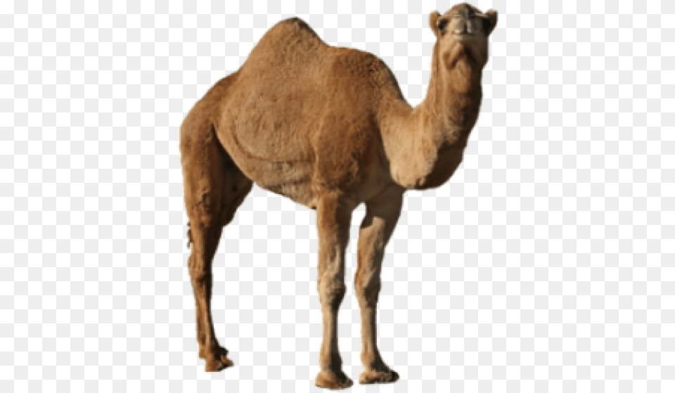 Camel Images Camel, Animal, Mammal, Kangaroo Free Transparent Png