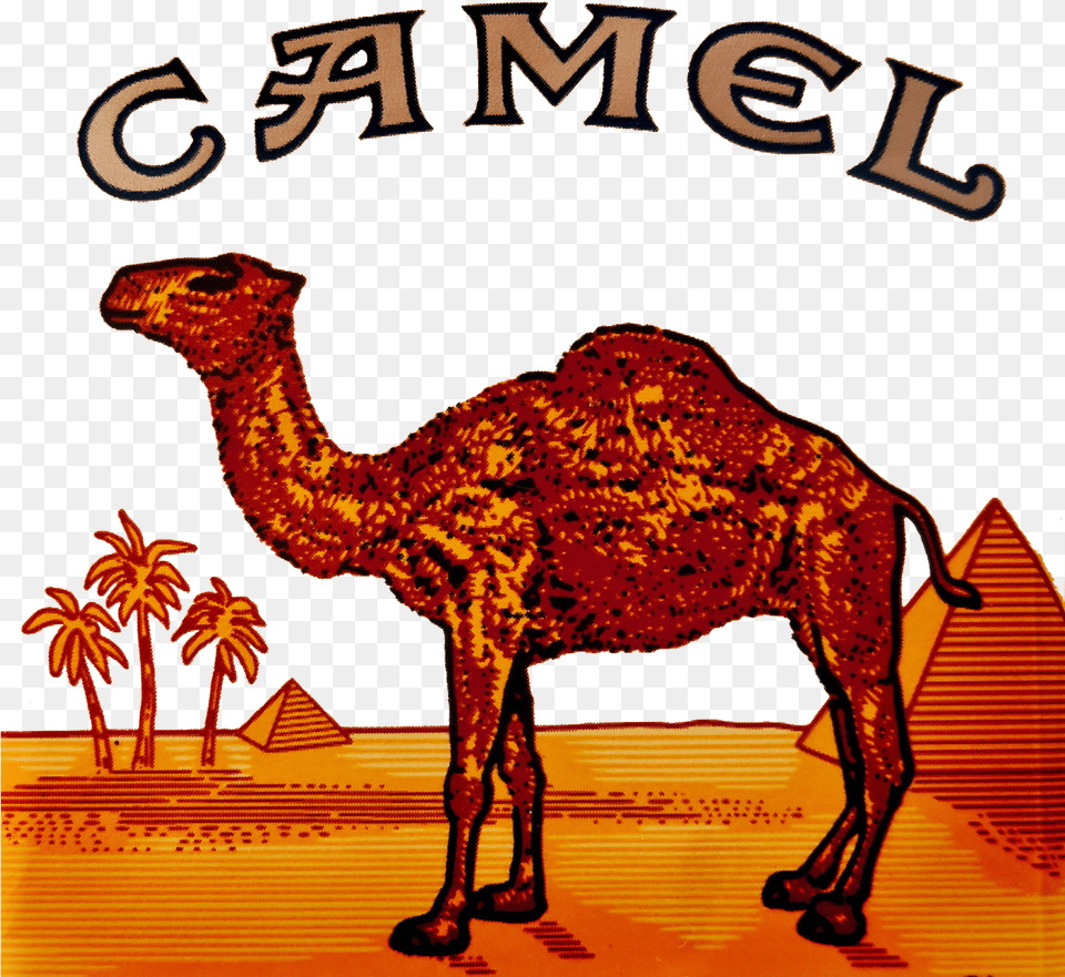 Camel Logo Clipart Camel Cigarette Logo Camel Cigarette Pack, Animal, Mammal, Antelope, Wildlife Png Image