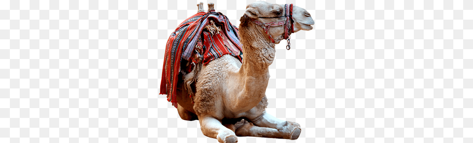 Camel Photo Arabian Camel, Animal, Mammal, Wildlife, Zebra Free Png