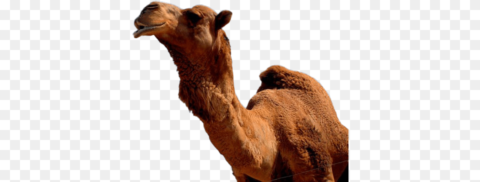 Camel Photo Camels, Animal, Mammal, Antelope, Wildlife Png Image
