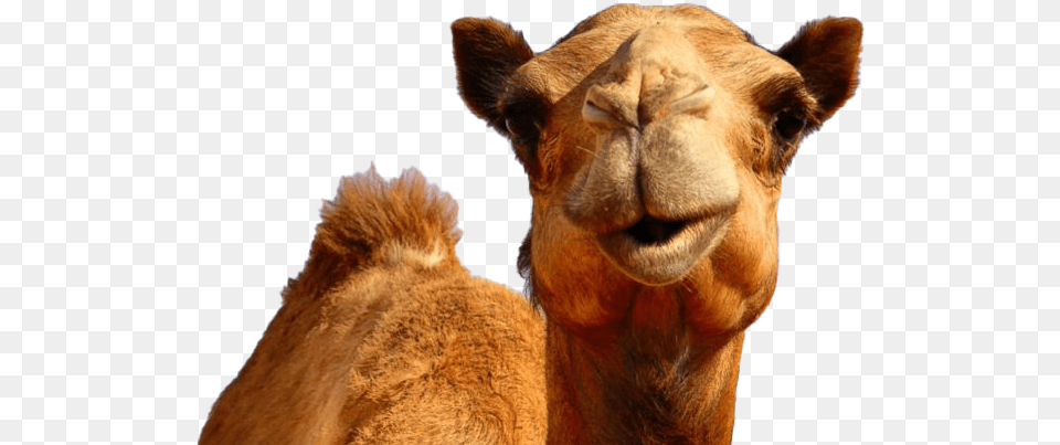Camel Photos Transparent Hump Day Camel, Animal, Mammal, Giraffe, Wildlife Png Image
