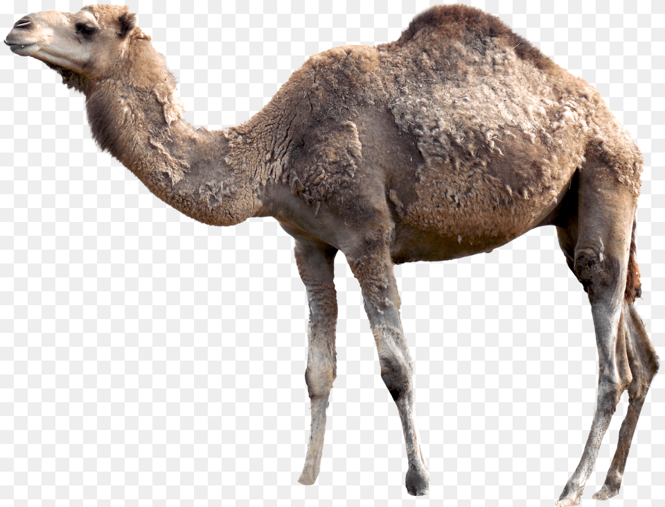 Camel Pictures Camel, Animal, Mammal, Antelope, Wildlife Free Png