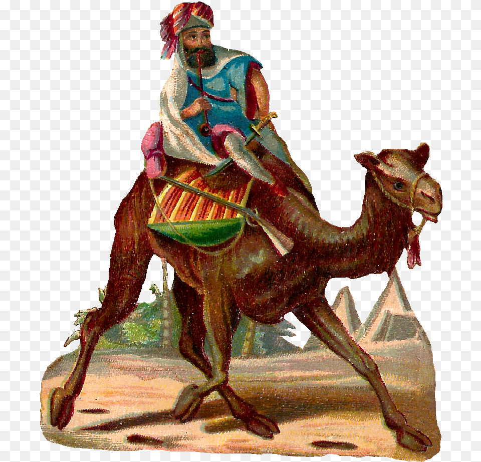 Camel Rider Desert Camel Rider Transparent, Animal, Mammal, Dinosaur, Reptile Free Png Download