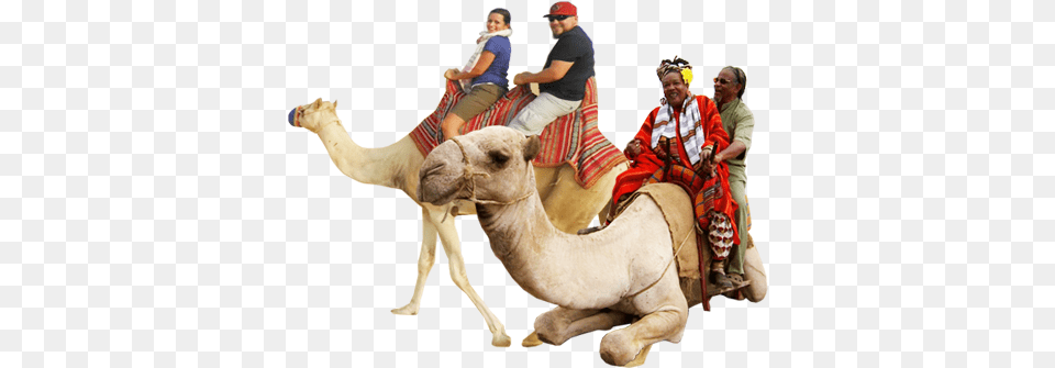 Camel Riding Rajathan Tours And Travels Camel Ride, Animal, Mammal, Person, Adult Png