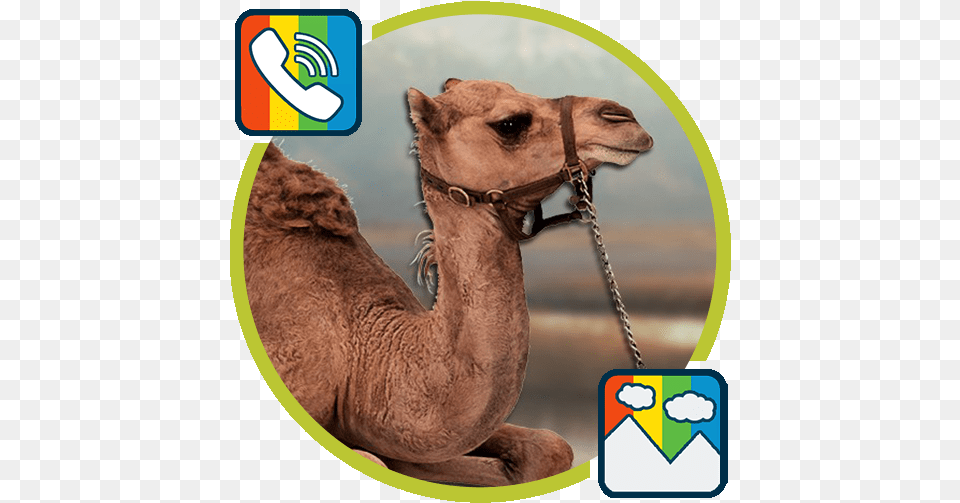 Camel Ringtones And Wallpapers U200c Google Play Ekranga Chiroyli Fonlar, Animal, Mammal Png Image