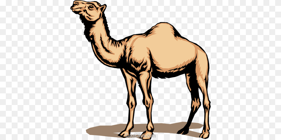 Camel Royalty Free Vector Clip Art Illustration, Animal, Mammal, Kangaroo Png