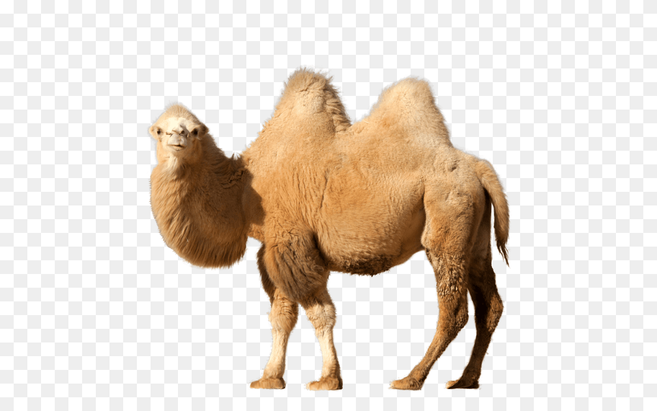 Camel Single, Animal, Mammal, Lion, Wildlife Free Png