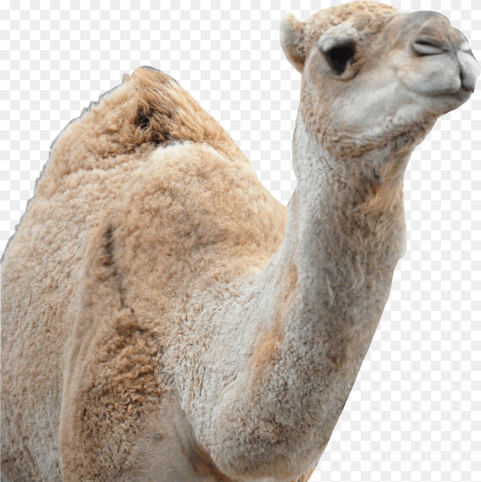 Camel Sticker By Dorothea756 Dromedary Png
