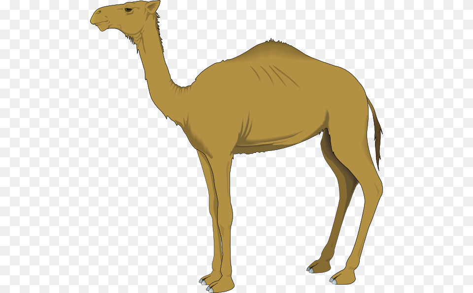 Camel Svg Clip Arts Clipart Of Camel, Animal, Mammal, Antelope, Wildlife Free Png