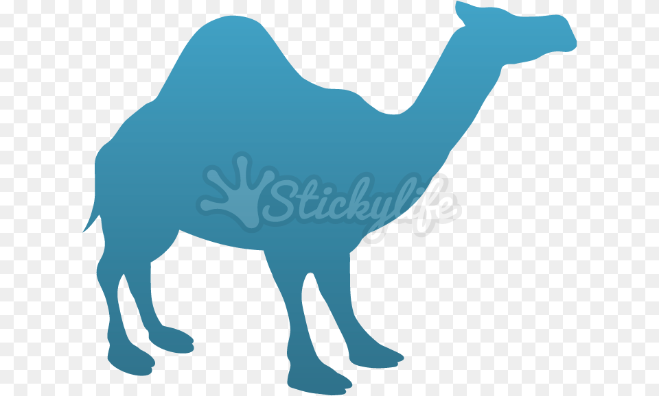 Camel Temporary Tattoo Arabian Camel, Animal, Mammal, Baby, Person Free Transparent Png