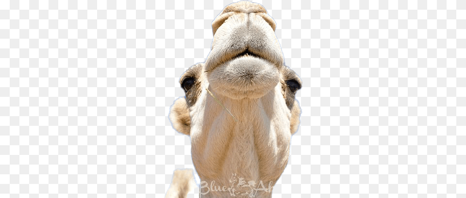 Camel Transparent Arabian Camel, Animal, Mammal, Bear, Wildlife Png Image