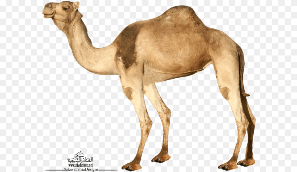 Camel Transparent Background Camel, Animal, Mammal, Antelope, Wildlife Png Image