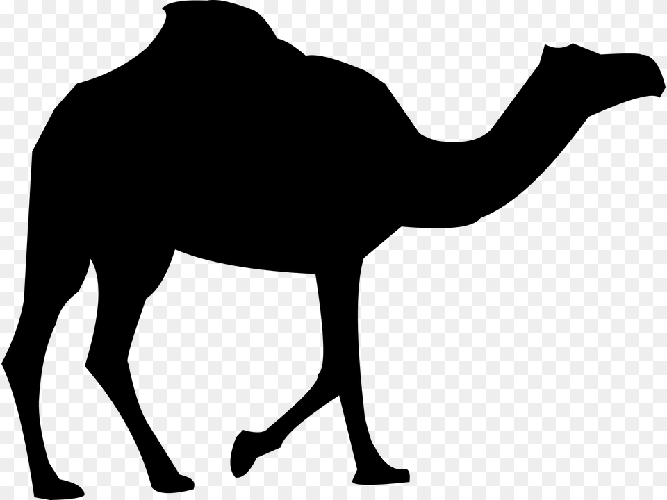 Camel Transparent Camel Silhouette, Gray Free Png Download