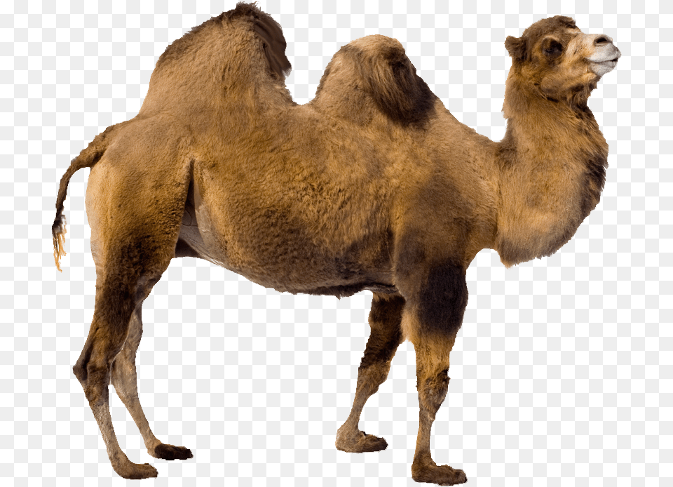 Camel Image Animal Camel Background, Mammal, Kangaroo Free Transparent Png