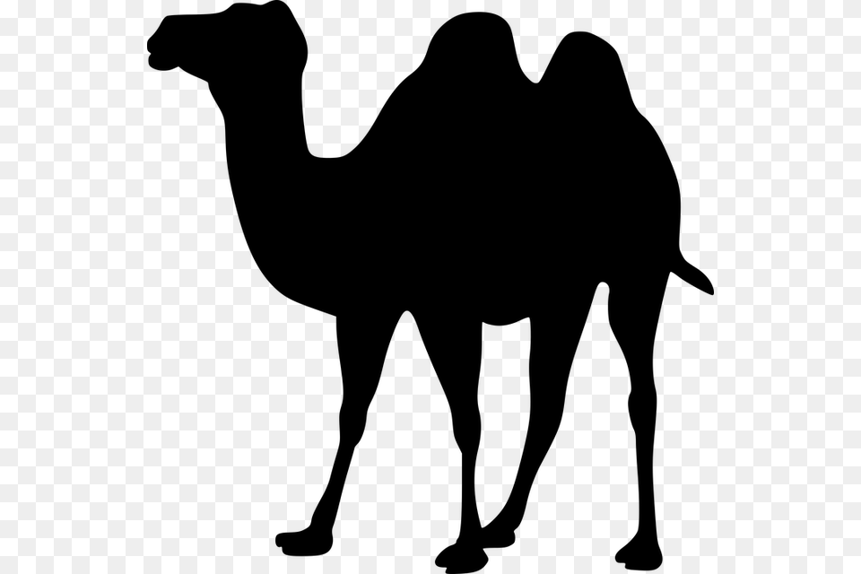Camel Transparent Nomad Black Camel Clipart, Gray Png