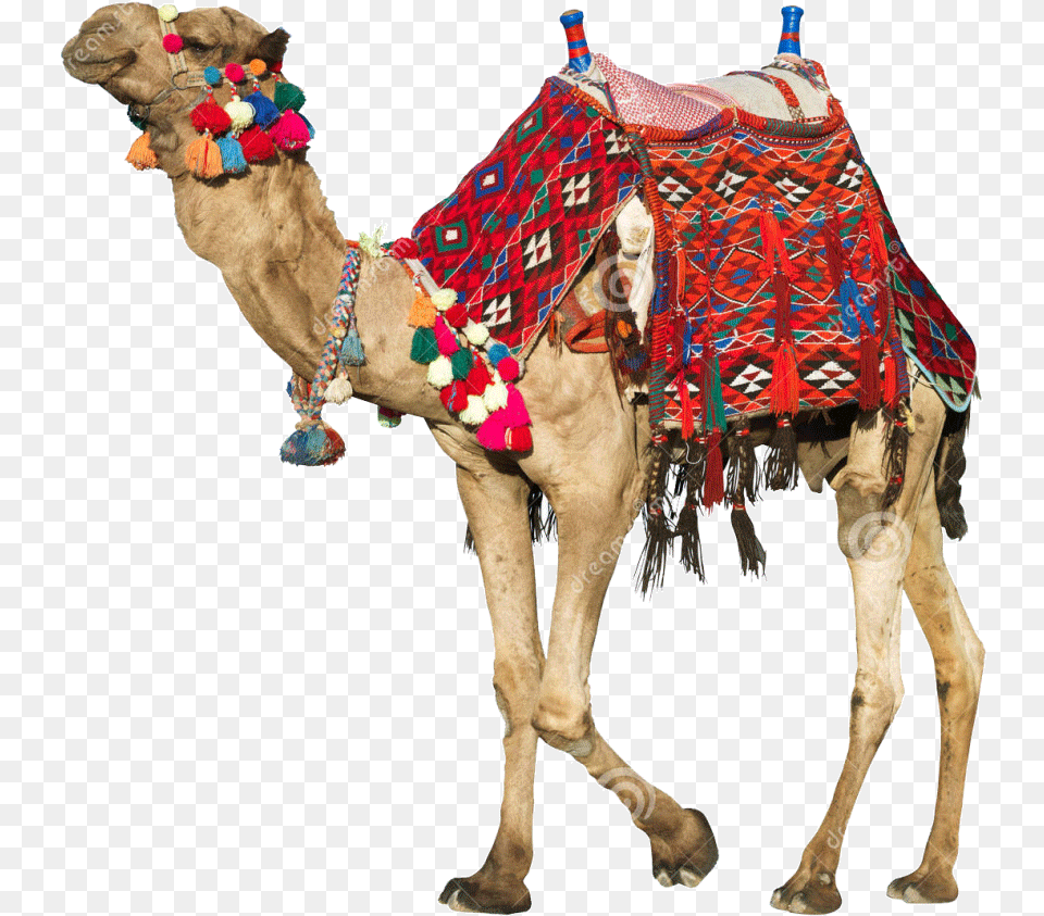 Camel Transparent Rajasthani Camels Saddle, Animal, Mammal, Horse Png