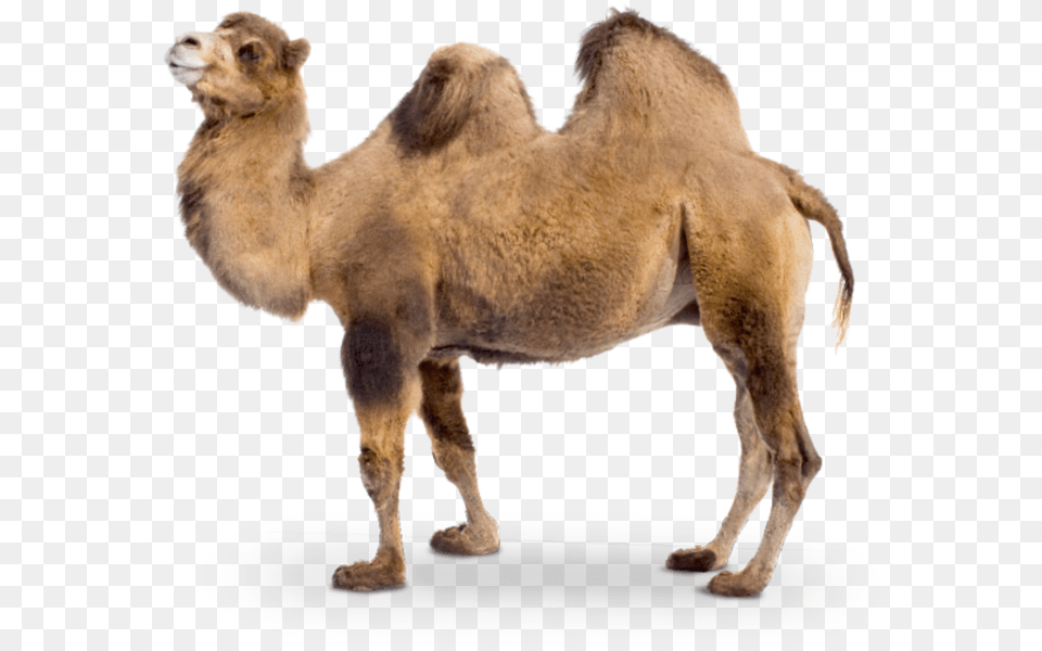 Camel Transparent Two Camel, Animal, Lion, Mammal, Wildlife Png Image