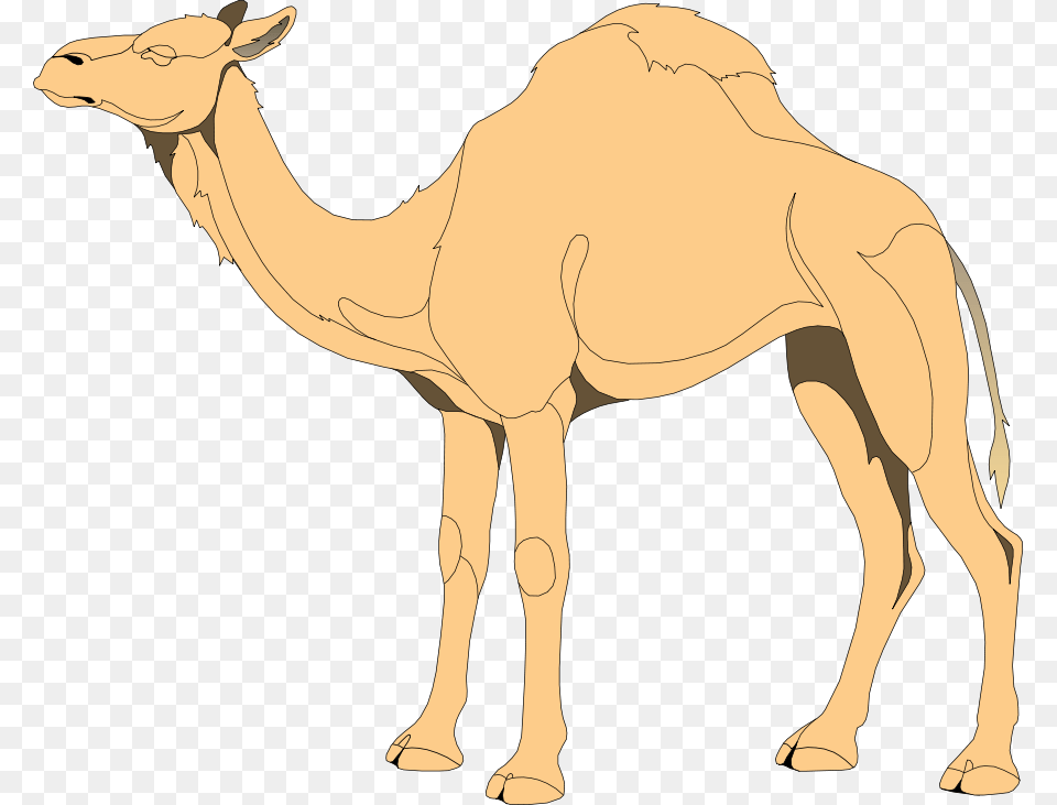 Camel Vector Camel, Animal, Mammal, Adult, Male Free Transparent Png