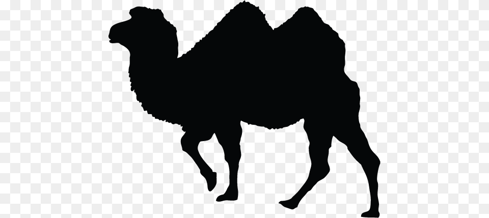 Camel Vector Graphics, Animal, Mammal Png