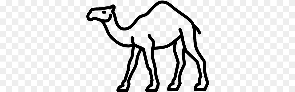 Camel Walking Vector Camel Outline, Gray Free Png