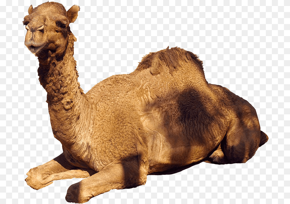 Camel White Back Ground, Animal, Mammal, Lion, Wildlife Free Png Download