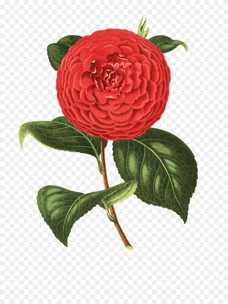 Camelia Drawing, Dahlia, Flower, Plant, Rose Free Transparent Png