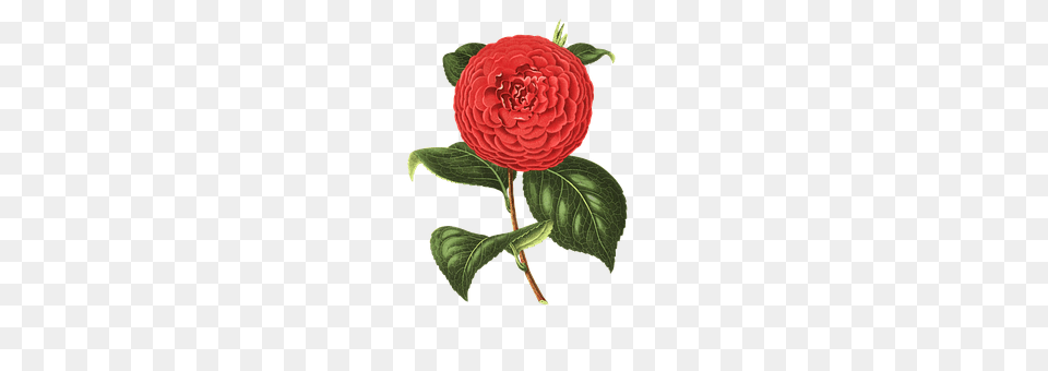 Camellia Dahlia, Flower, Leaf, Plant Free Transparent Png