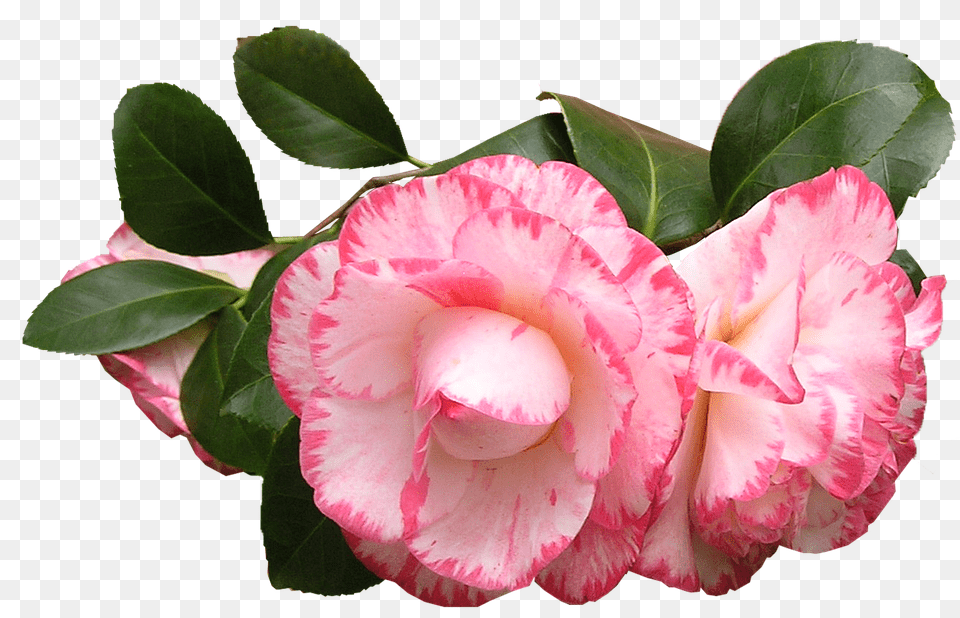 Camellia Carnation, Flower, Petal, Plant Free Png