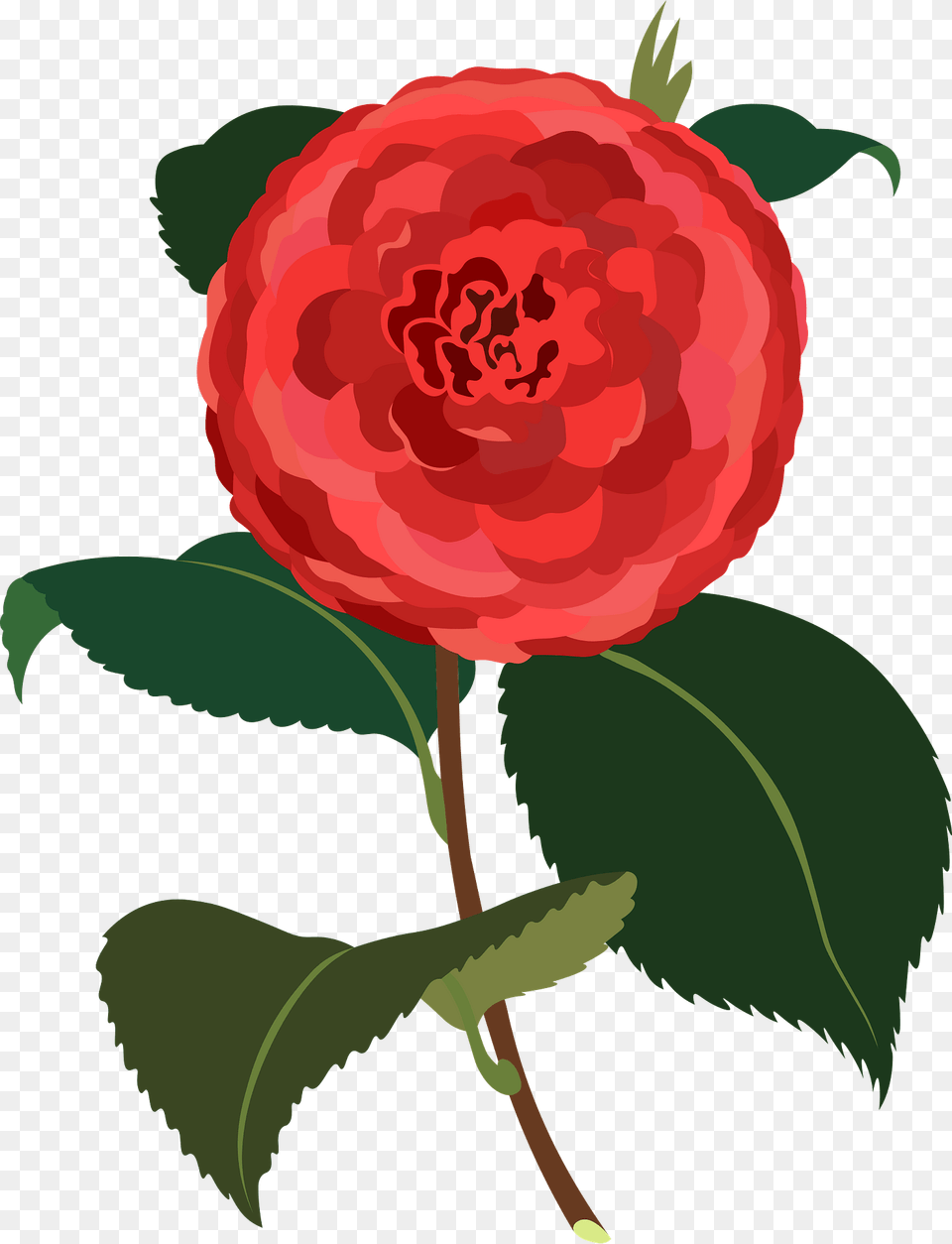 Camellia Flower Clipart, Dahlia, Plant, Rose, Carnation Png