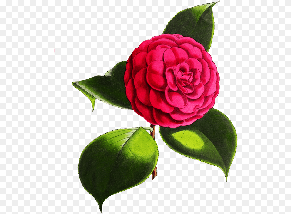 Camellia Flower Digital Flowers Transparent Background, Petal, Plant, Rose, Leaf Free Png