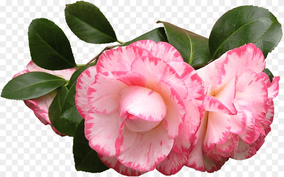 Camellia Flowers Leaves Camelias, Carnation, Flower, Petal, Plant Free Transparent Png