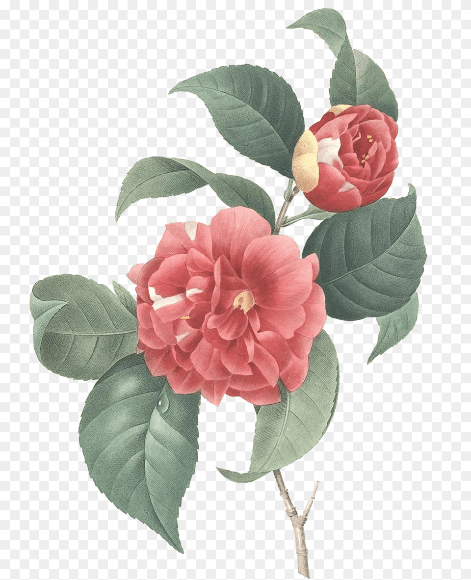 Camellia Japonica Illustration, Flower, Petal, Plant, Rose Free Transparent Png