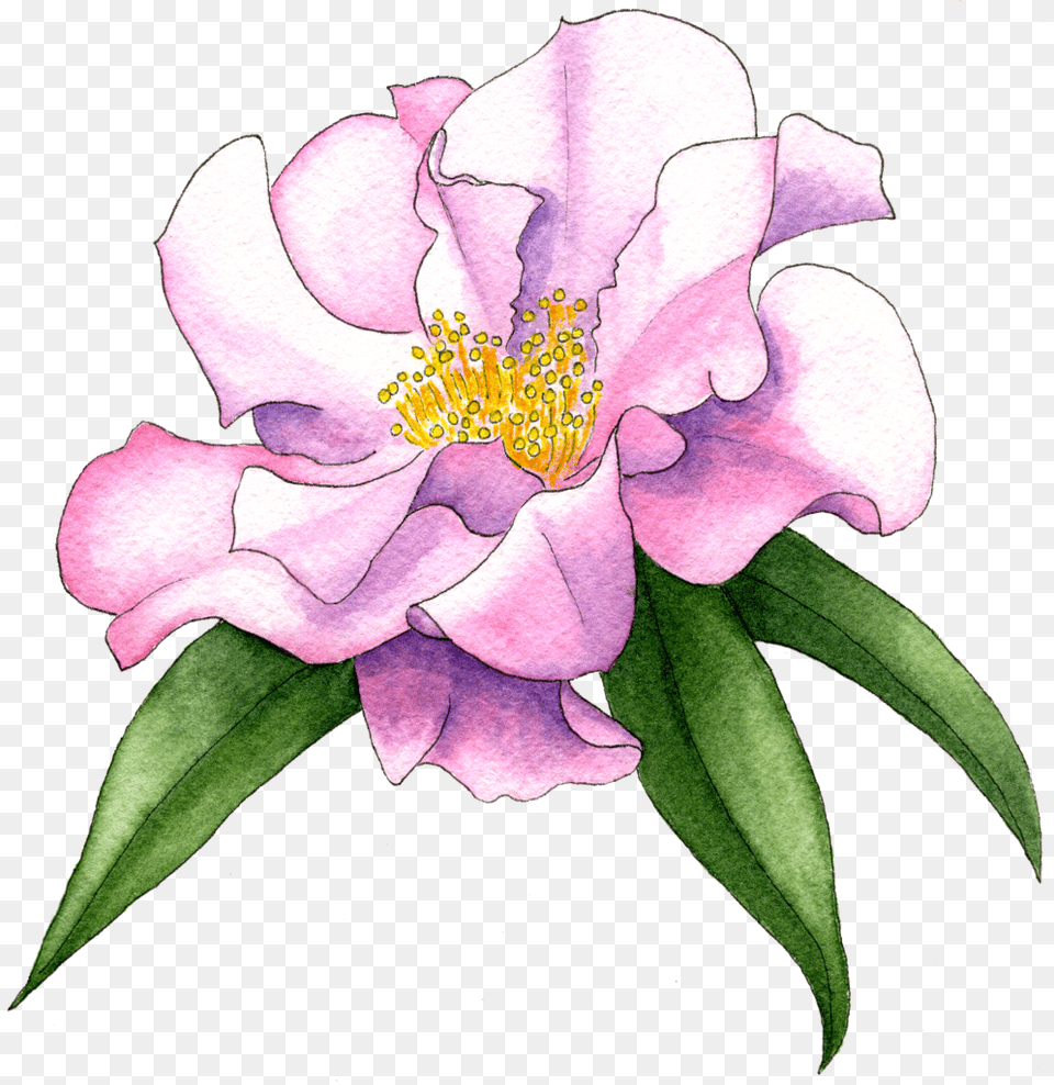 Camellia Sasanqua, Anemone, Flower, Petal, Plant Free Png Download