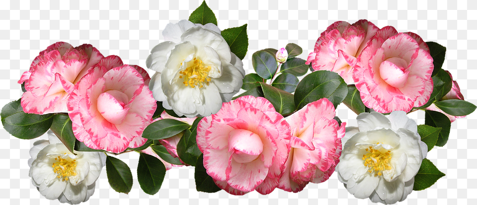 Camellias Flowers Arrangement Decoration Camelias, Anemone, Flower, Petal, Plant Png Image