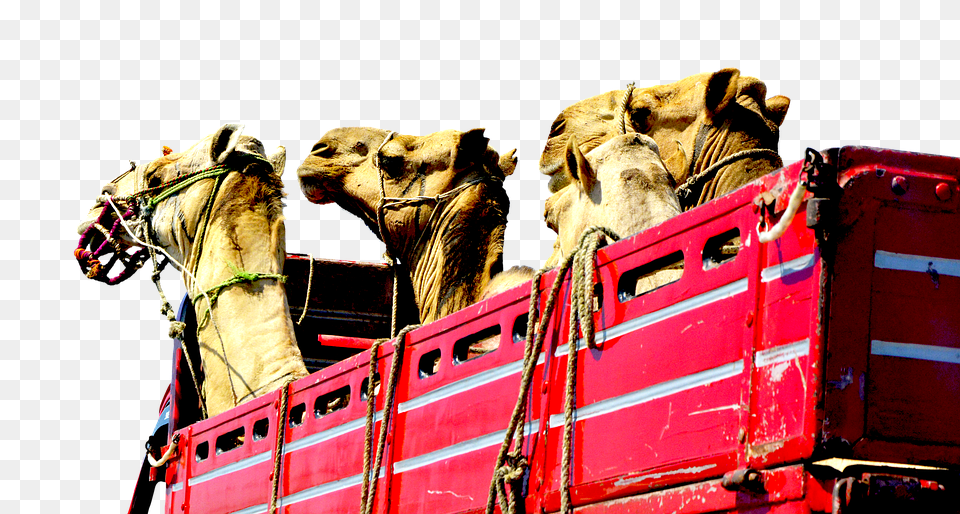 Camels Animal, Camel, Mammal, Horse Free Png Download