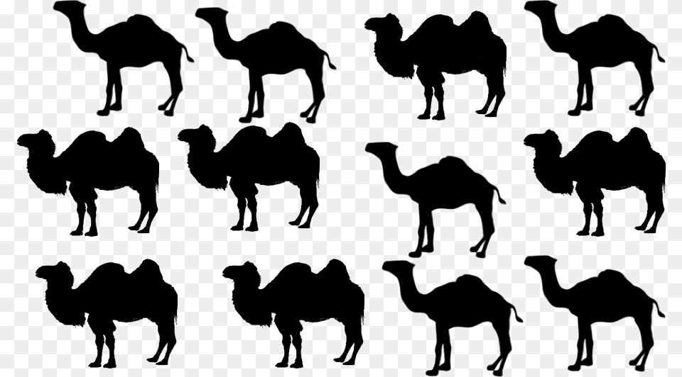 Camels Arabian Camel, Animal, Mammal, Elephant, Wildlife Free Png