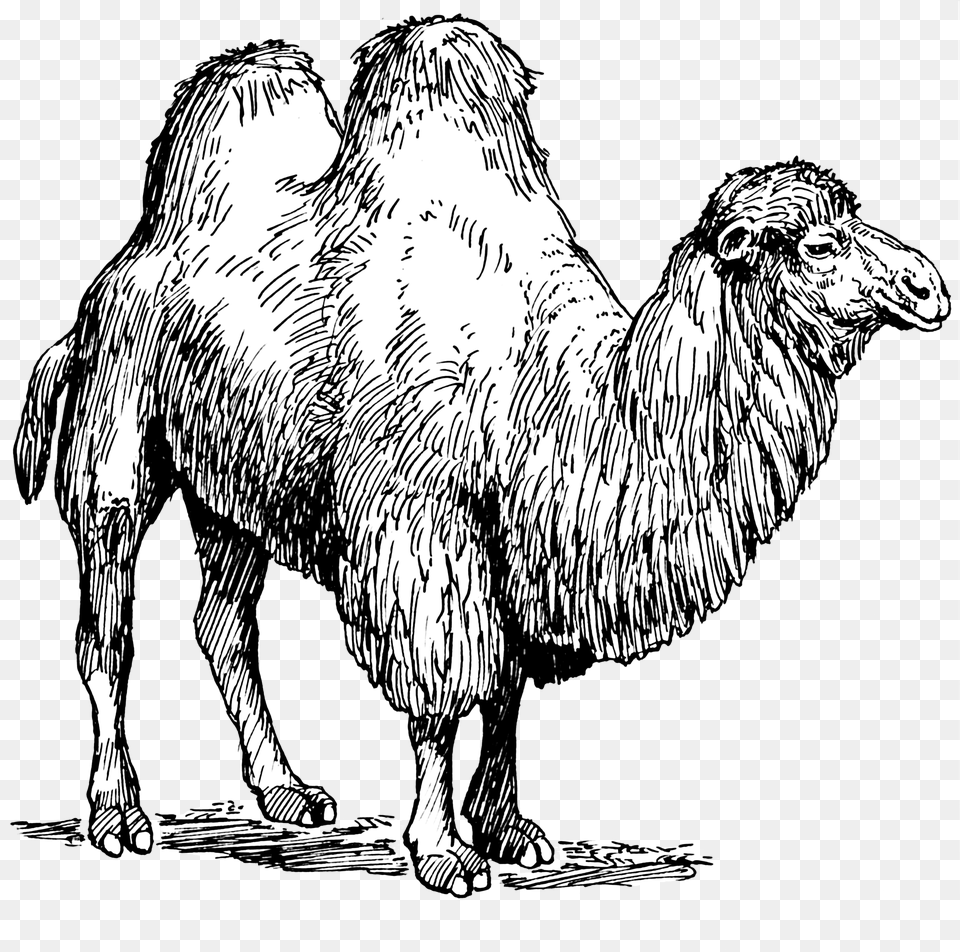 Camels Camel Types Of Animal Fibres, Mammal, Bird Free Transparent Png