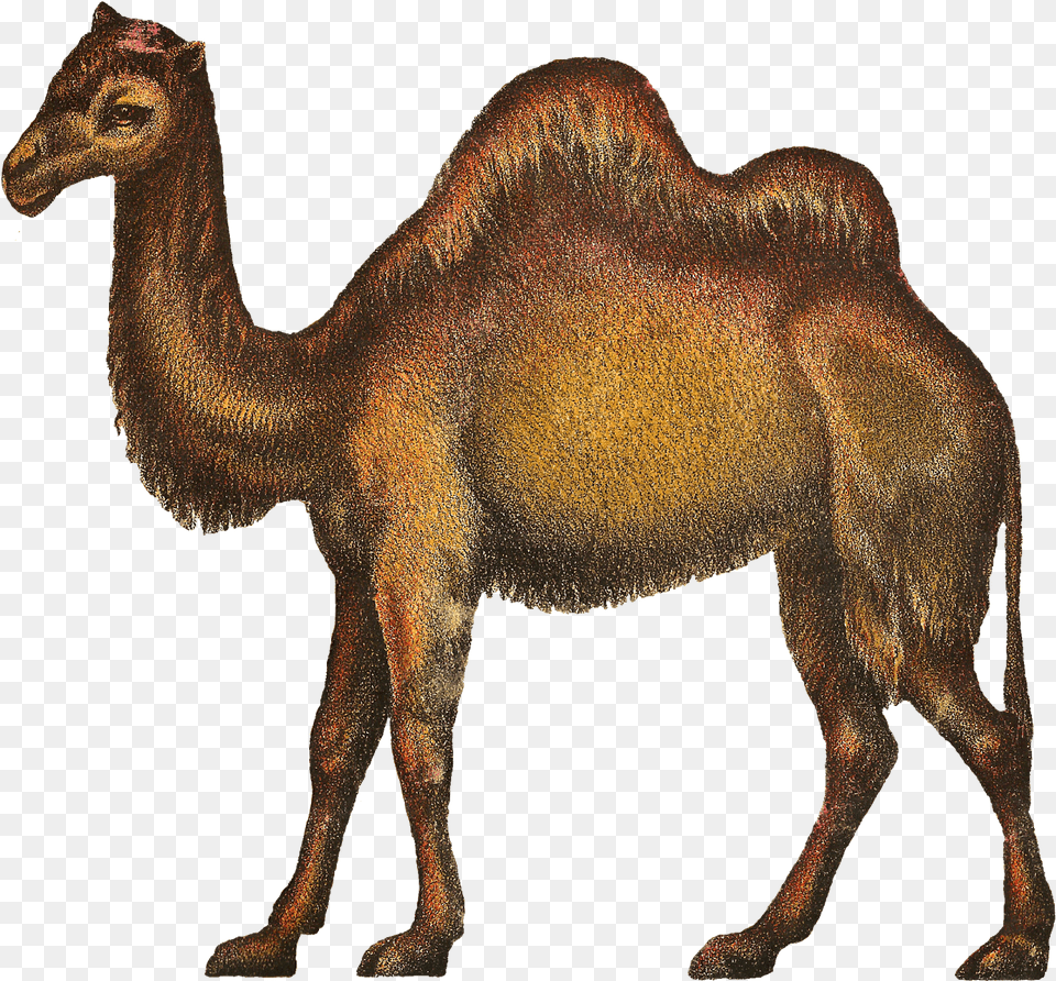 Camels Clipart Kabubi Camel, Animal, Mammal, Antelope, Wildlife Free Png Download