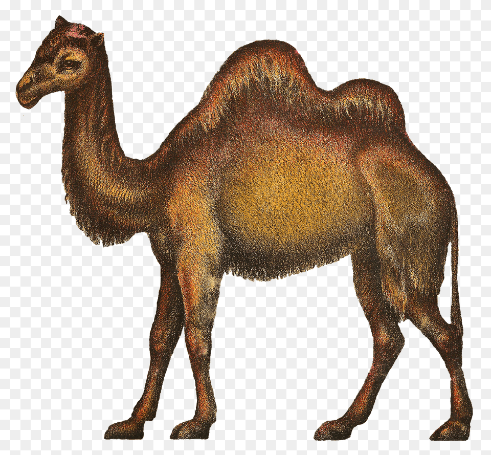 Camels Clipart Kabubi Camels, Animal, Camel, Mammal, Antelope Png Image