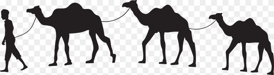 Camels Clipart Silhouette Camel Clipart, Animal, Mammal, Person, Horse Png