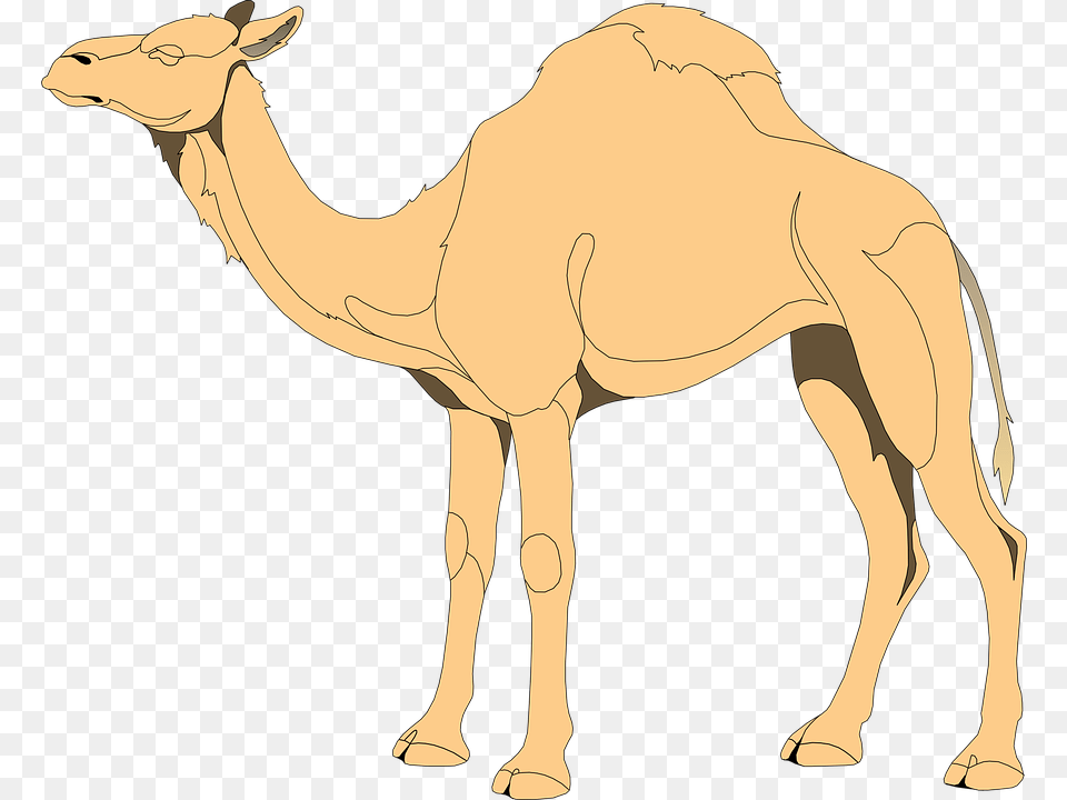 Camels Drawing Eye Huge Freebie Download For Powerpoint Camels Clip Art, Animal, Camel, Mammal, Adult Png