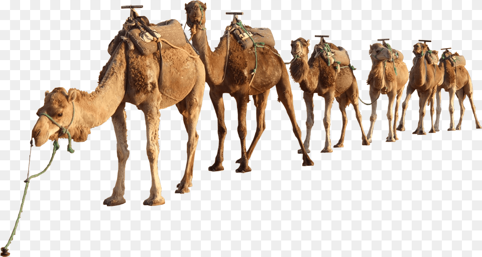 Camels In The Desert Camel, Animal, Mammal Free Png Download