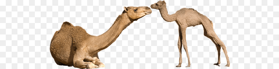 Camels Mothersday Freetoedit Sccamel Camel Animal, Mammal, Wildlife, Zebra Free Transparent Png