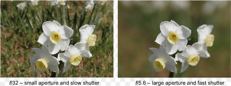 Camera Aperture, Flower, Plant, Daffodil, Petal Free Png