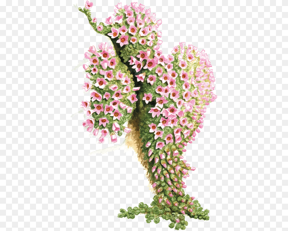 Camera Erba San Giuseppe Bouquet, Flower, Flower Arrangement, Plant, Petal Png Image