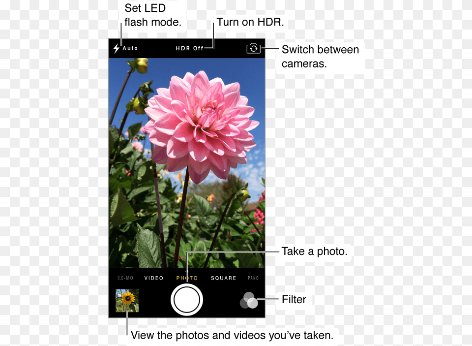 Camera In Photo Mode Iphone 5s Camera, Dahlia, Flower, Plant, Petal Free Transparent Png